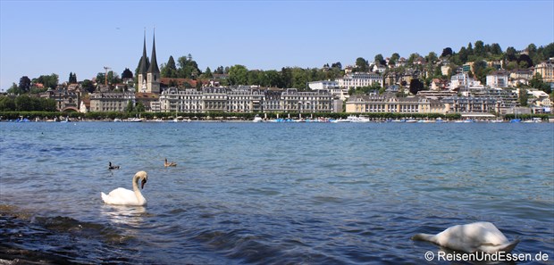 Luzern - Blick von der Uferpromenade mit Hofkirche