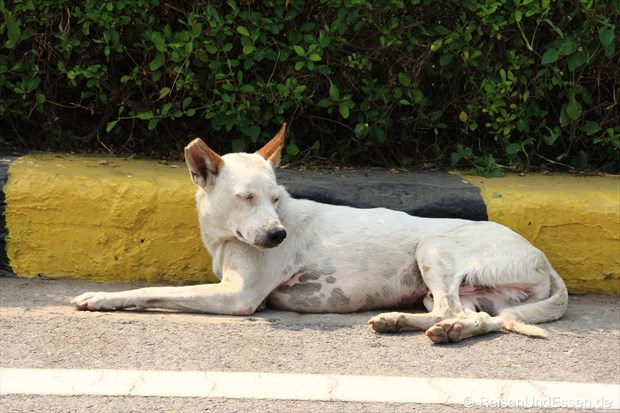 Eine der vielen Hunde auf den Strassen in Delhi