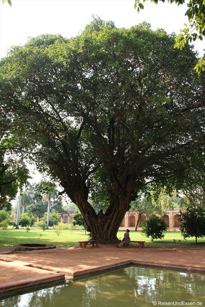 Fikus-Baum in der Parkanlage beim Humayun Mausoleum