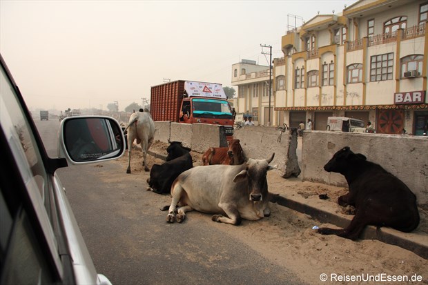 Relaxende Kühe in der Strassenmitte