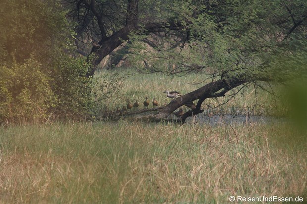 Entenfamilie im Vogelschutzgebiet in Bharatpur