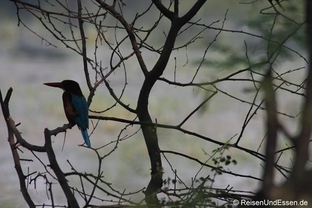 Vogel zwischen den Ästen im Vogelschutzgebiet in Bharatpur