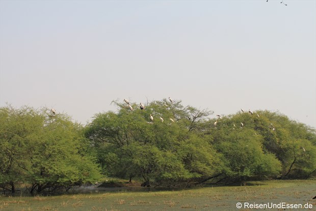 Störche auf Bäumen im Vogelschutzgebiet in Bharatpur