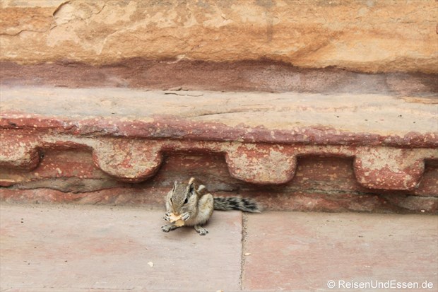 Ein Streifenhörnchen im Roten Fort in Agra