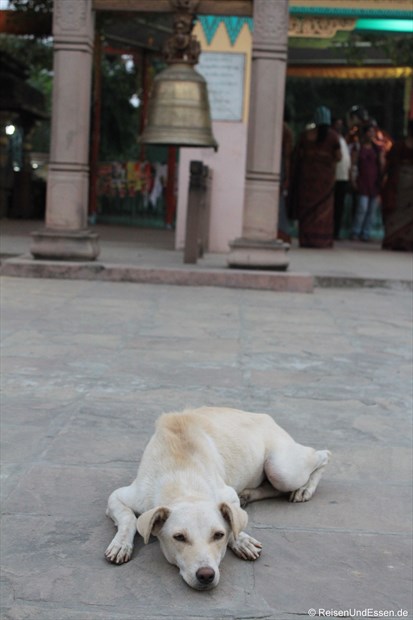 Hund in Sarnath beim Tempel