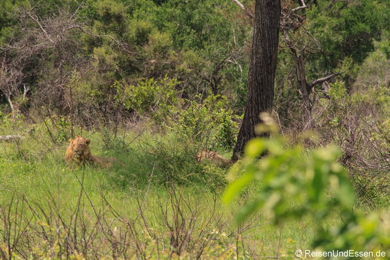 Löwe im Gras im Krüger Nationalpark