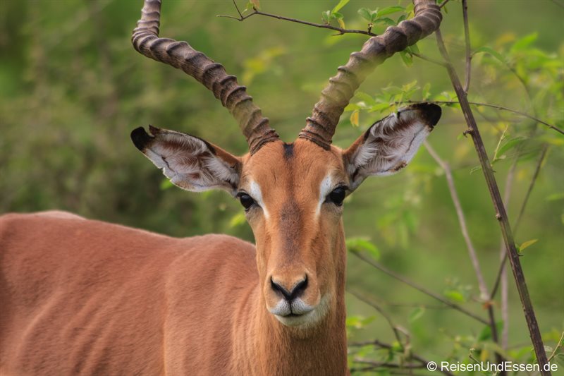 Impala im Krüger Nationalpark