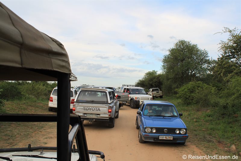 Verkehrschaos im Krüger Nationalpark