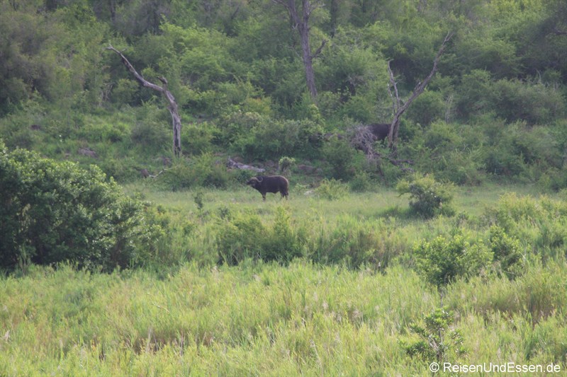 Büffel im Krüger Nationalpark