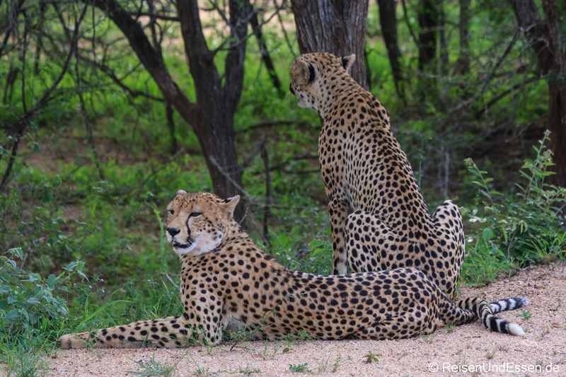 Geparden im Krüger Nationalpark