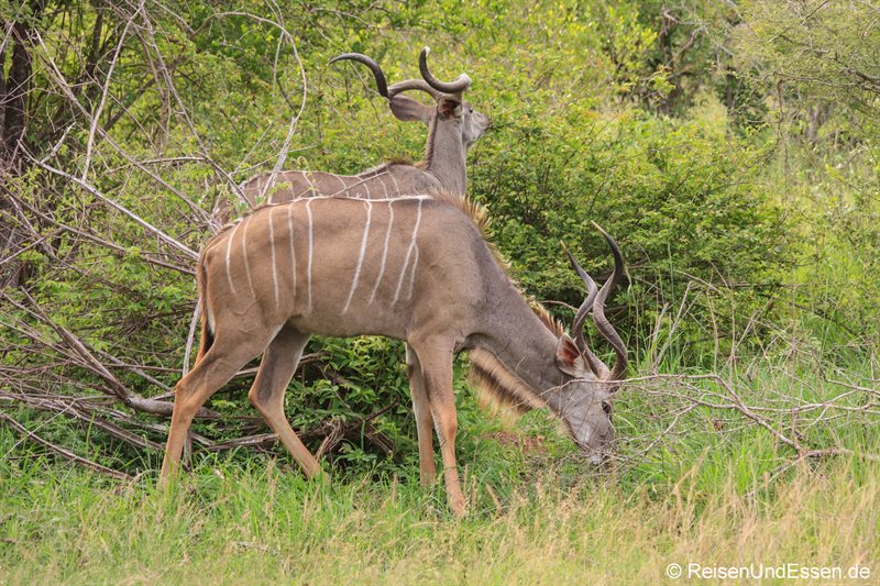 Kudu im Krüger Nationalpark
