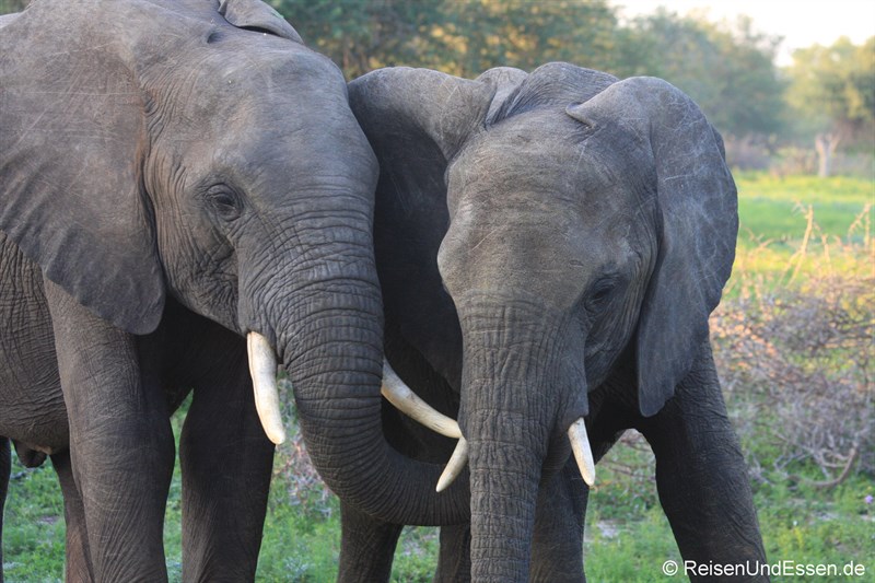 Elefantenpärchen im Krüger Nationalpark