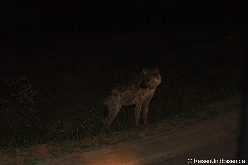 Hyäne bei der Nachtsafari