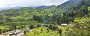 Read more about the article Teeplantagen am Puncak Pass in Indonesien