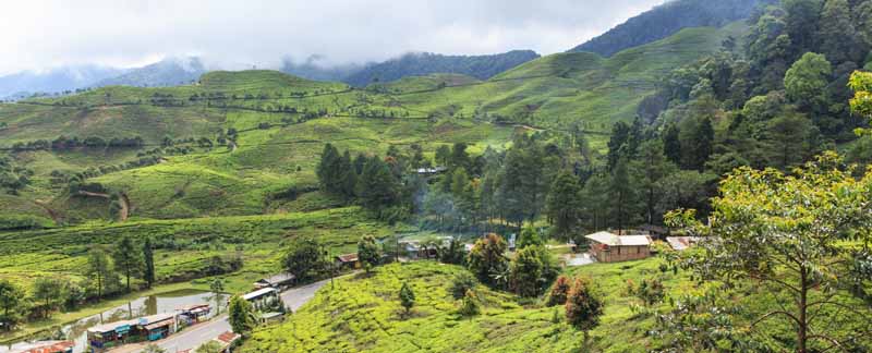 You are currently viewing Teeplantagen am Puncak Pass in Indonesien