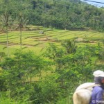 Blick auf Reisterrassen aus dem Argo Wilis