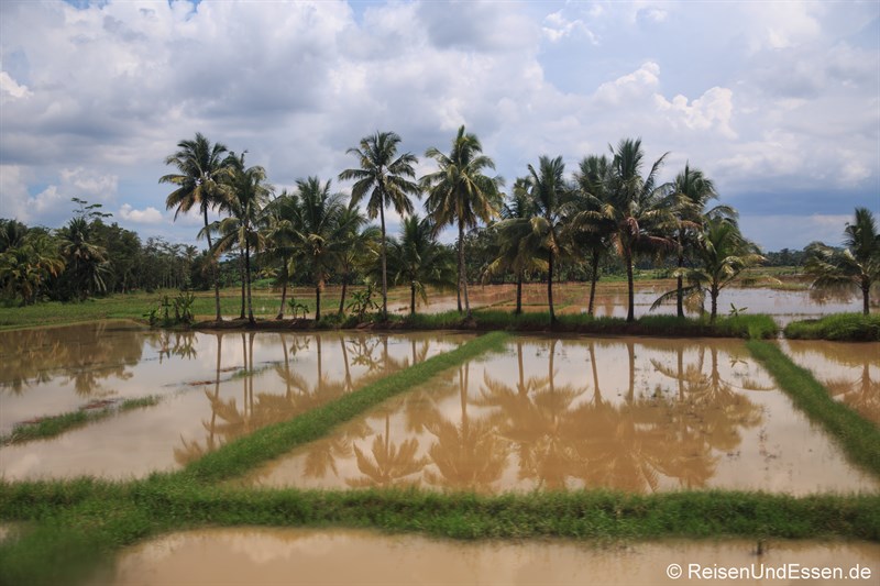Blick auf ein Reisfeld mit Wasser