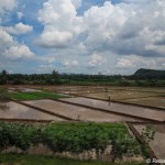 Blick auf Reisfelder mit Wasser