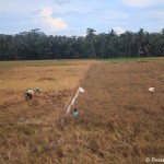 Reisfeld bei der Ernte