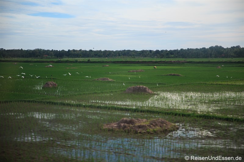 Blick auf Reisfelder