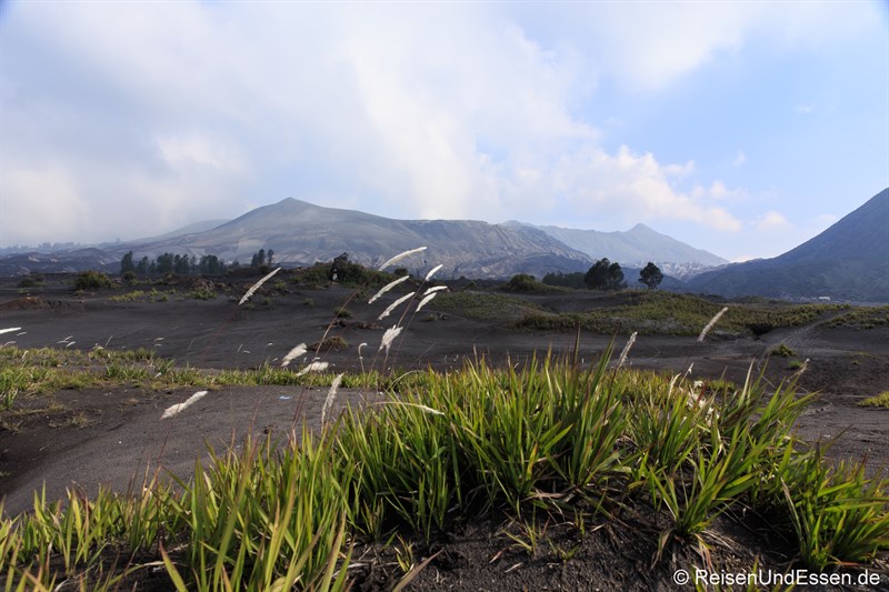 Pflanzen in der Sea of Sand am Vulkan Bromo
