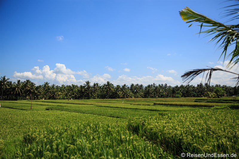 Reisfelder beim Rundgang durch Ubud