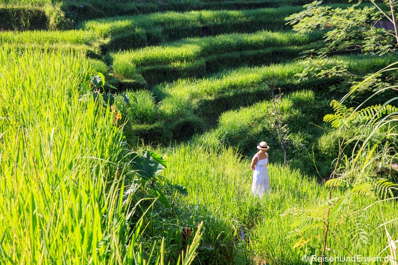 Fotoshooting in den Reisterrassen von Tegalalang
