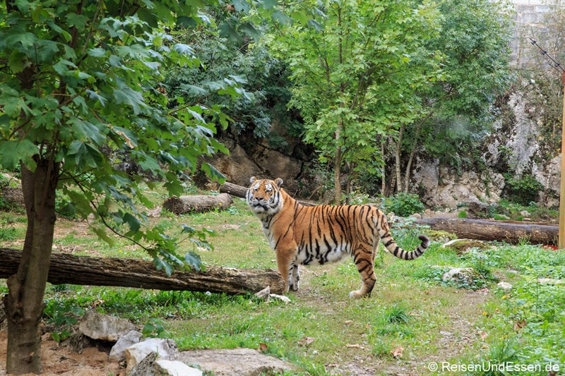 Tiger im zoologischen Garten des Museums