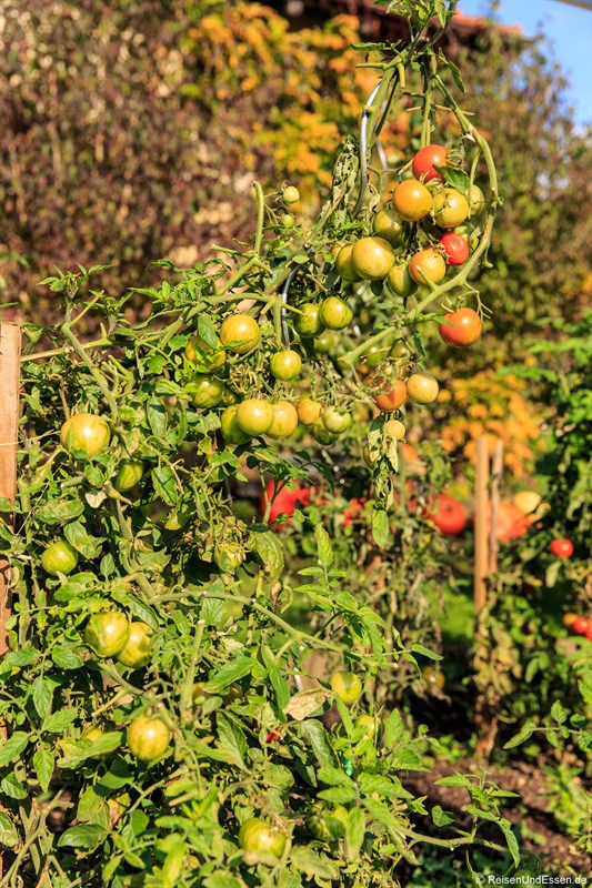 Tomaten im Biogarten