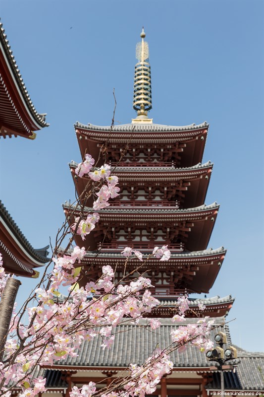 Pagode mit Kirschblüten beim Senso-ji Tempel