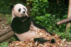 Read more about the article Mein Besuch bei den Panda in Chengdu