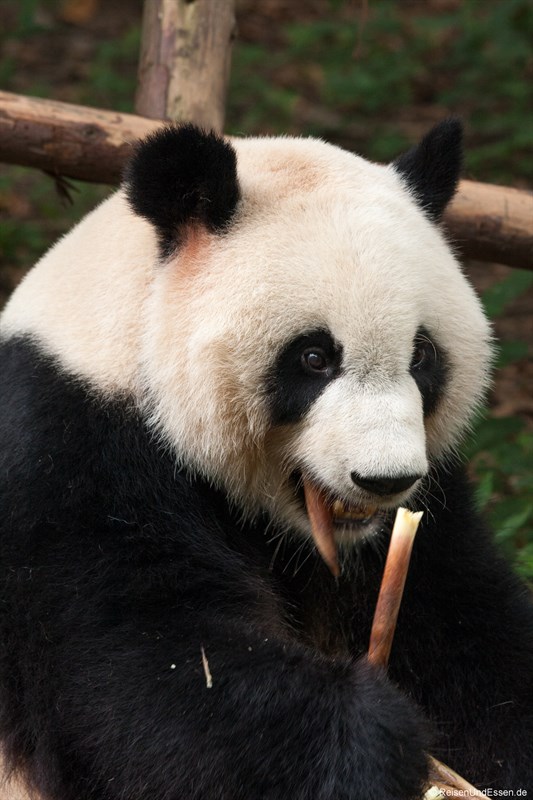 Grosser Panda isst Bambussprossen
