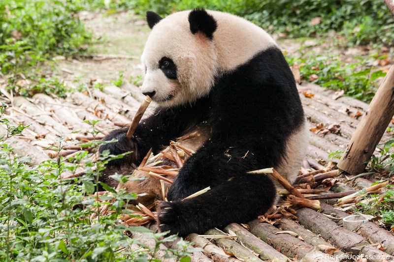 Grosser Panda beim Essen