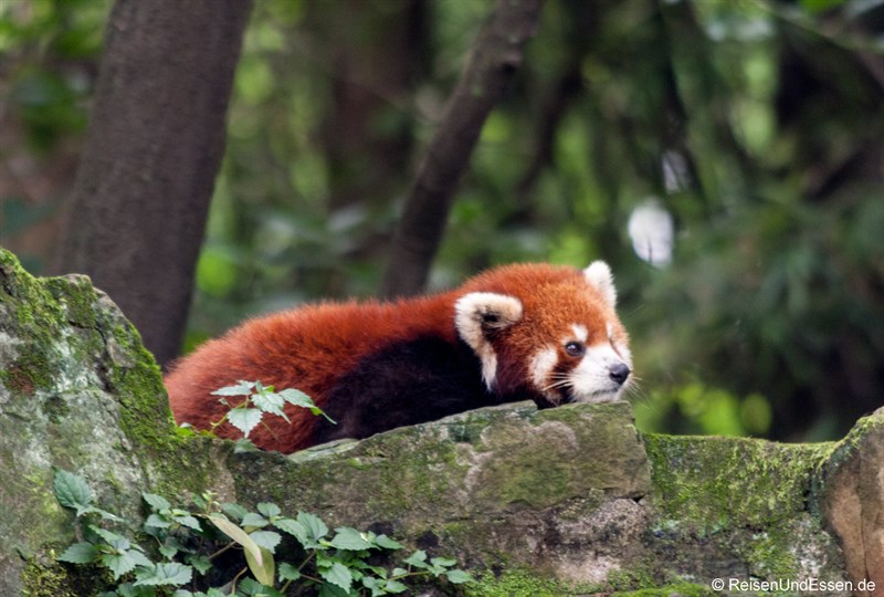Roter Panda auf der Lauer