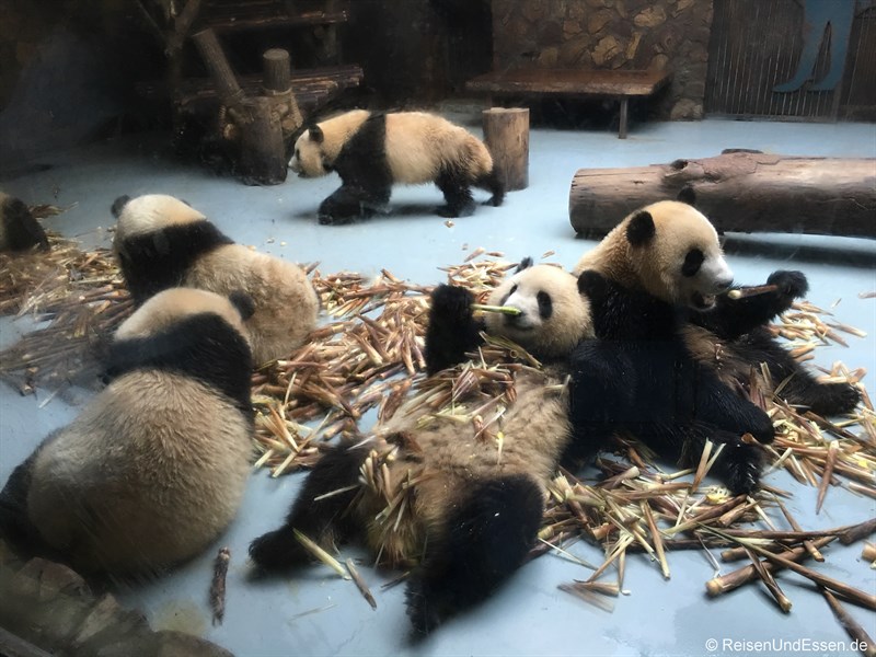 Panda in der Kinderstation