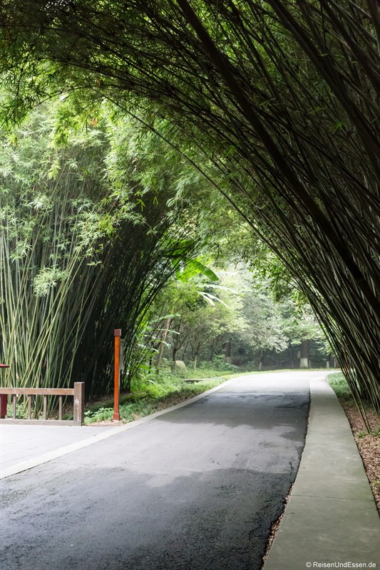 Allee mit Bambusbäumen