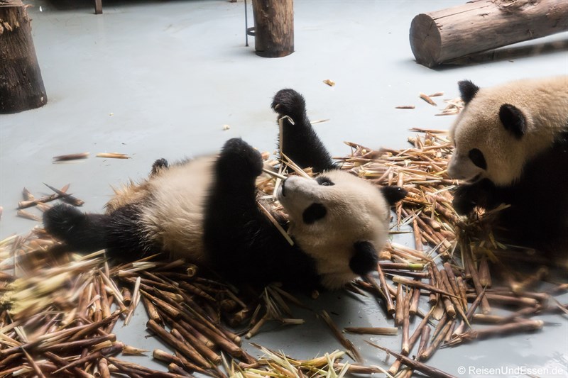 Panda in der Kinderstation