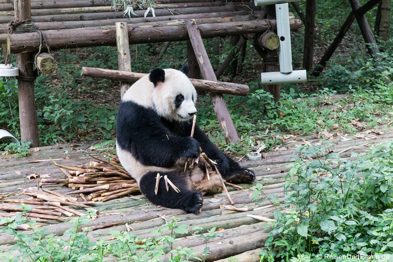Grosser Panda beim Essen