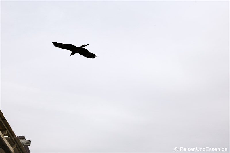 Raubvogel über der Insel Enoshima