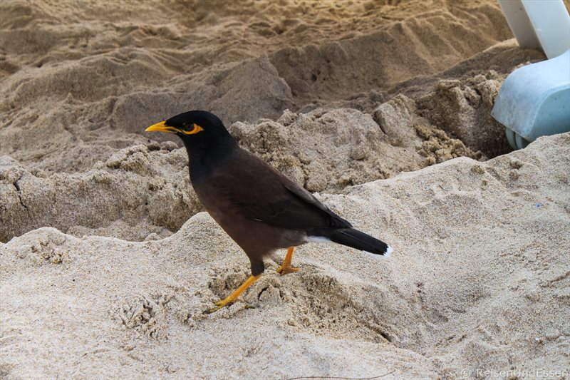 Vogel im Sand am Kata Beach auf Phuket