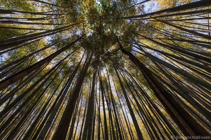 Blick in die Wipfel der Bambusbäume bei Tenryu-ji in Kyoto
