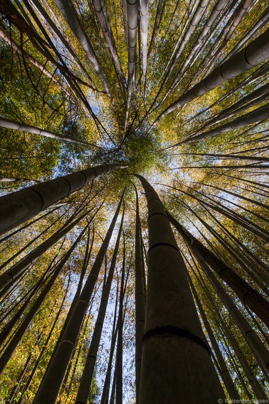 Bambuswald in Kyoto bei Saiho-ji