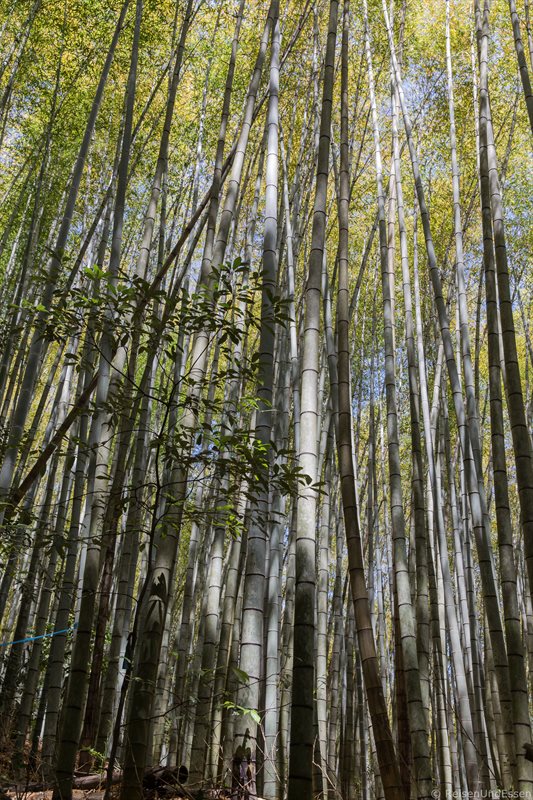 Bambuswald beim Tempel Saiho-ji in Kyoto