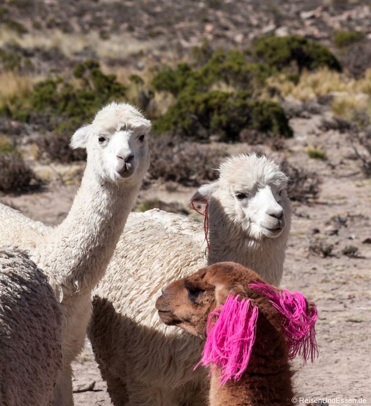 Neugierige Alpakas auf dem Altiplano