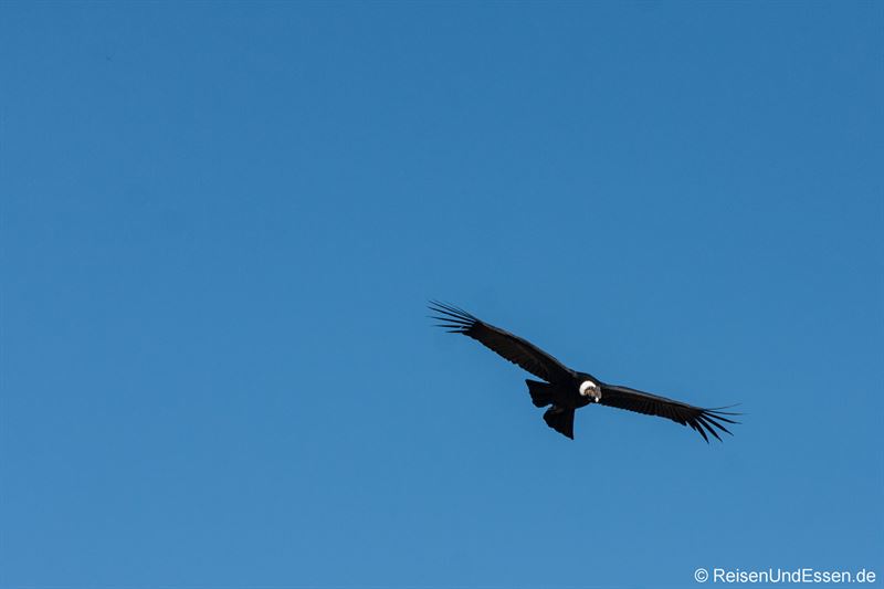 Ein Condor zieht seine Kreise