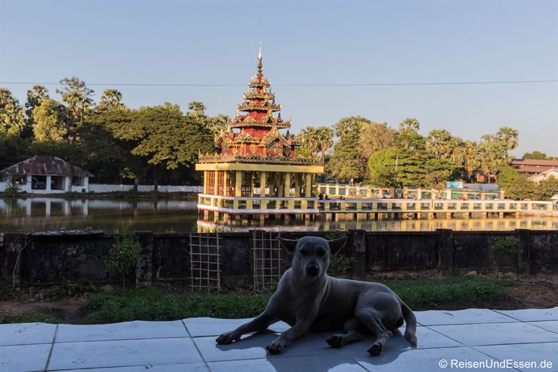 Hund beim Naung Daw Gyi Mya Tha Lyaung in Bago
