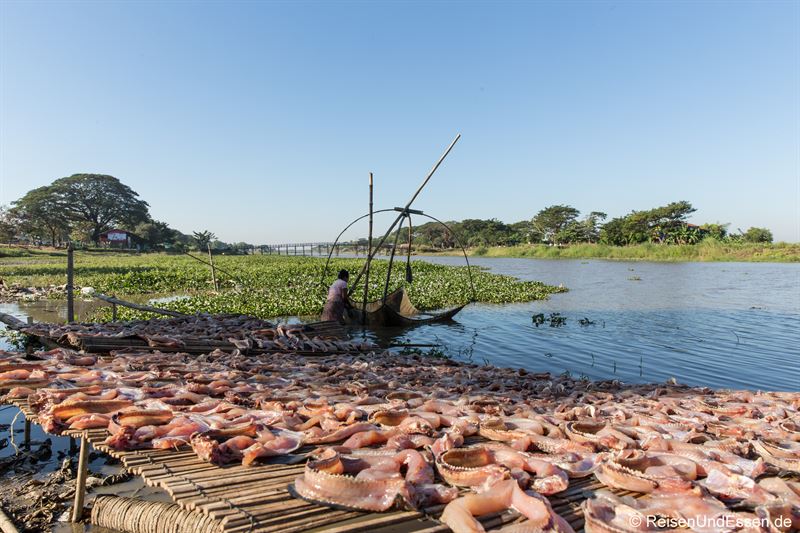 Fische zum Trockenen während der Fahrt - Goldener Fels in Myanmar