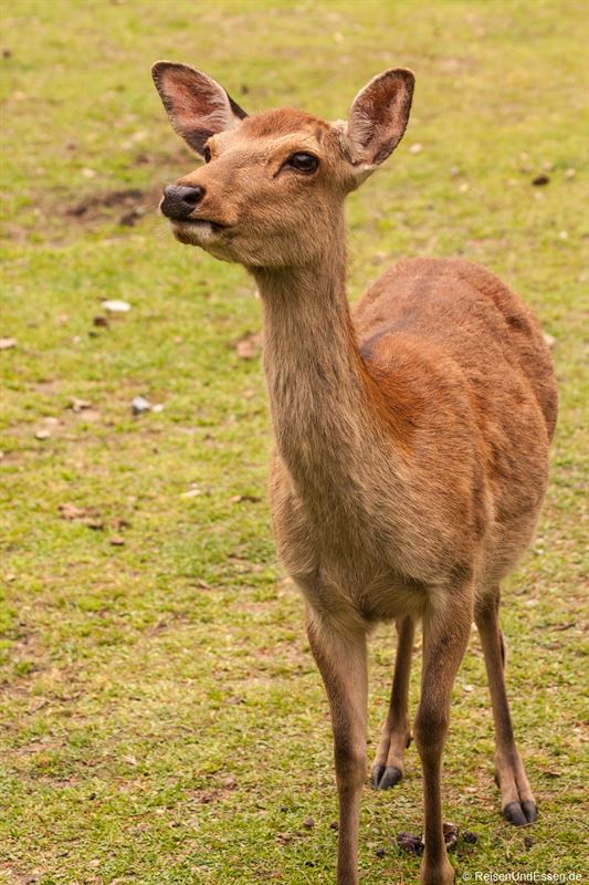 Hirsch im Narapark - Sehenswürdigkeiten in Nara