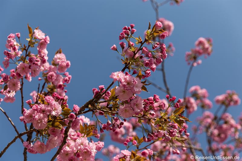 Kirschblüten im Kurgarten von Berchtesgaden