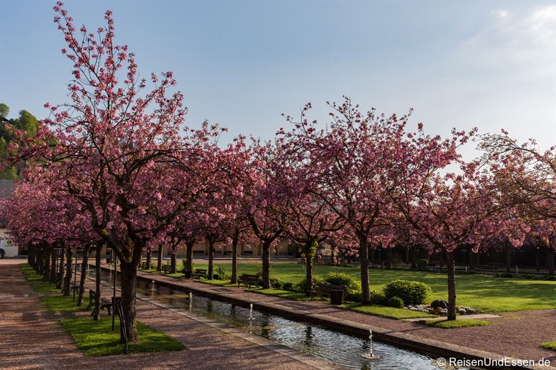 Japanische Kirschblüten im Kurgarten von Berchtesgaden